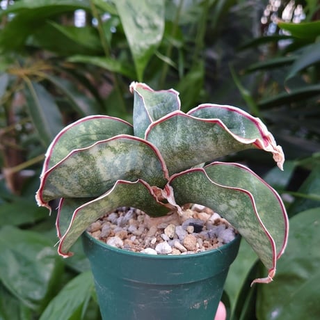 【送料全国一律500円】Sansevieria sp. Mafinga Tanzania Dragon サンスベリア ドラゴンウィング L6