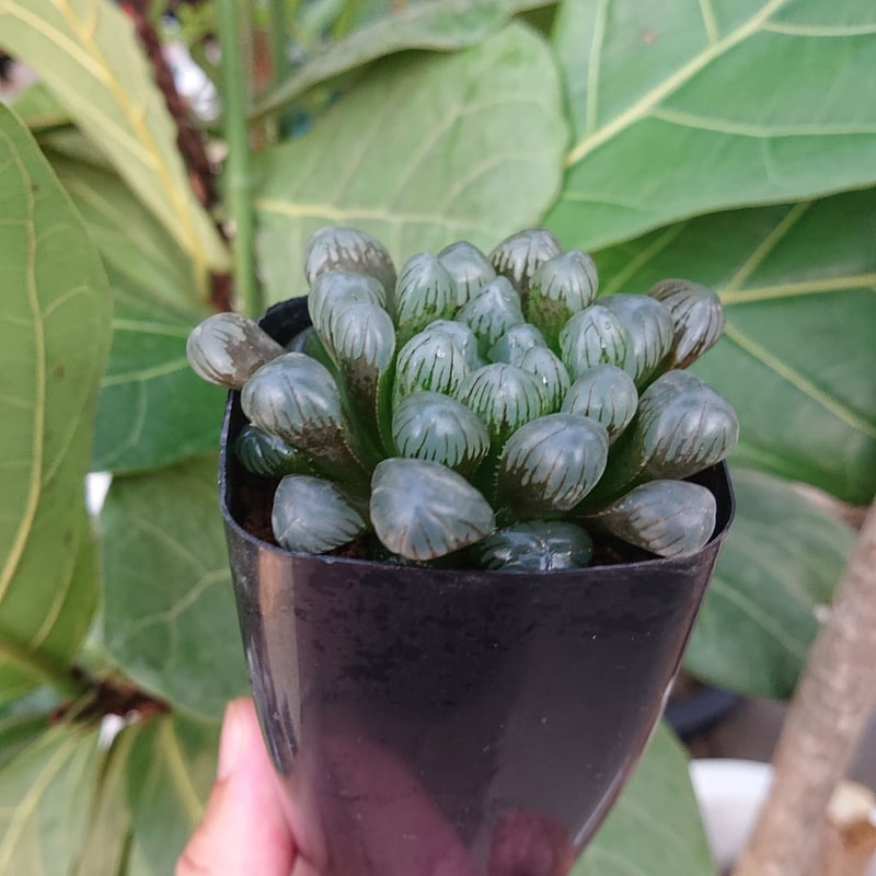 多肉植物 ハオルチア オブツーサ OB-1 | Mellow Yard