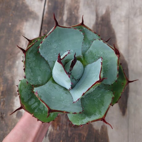 アガベ パリー トランカータ agave parryi truncata 1