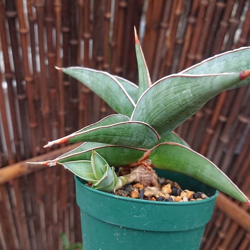 サンスベリア ロリダ Sansevieria Rorida ほろ苦く 2 サンスベリア ロリダ Sansevieria Rorida ほろ苦く 2