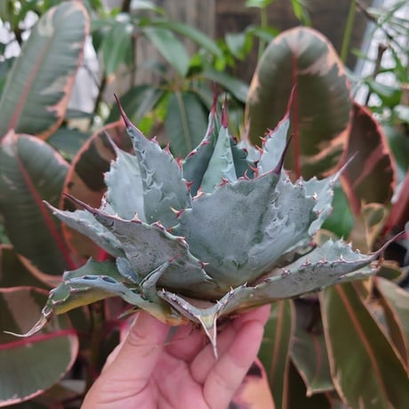 アガベ パラサナ グローブ agave parrasana globe P4
