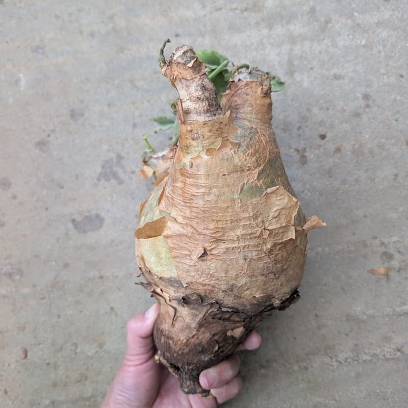 キフォステンマ マクロプス 5 Cyphostemma uter macropus 【発根済】