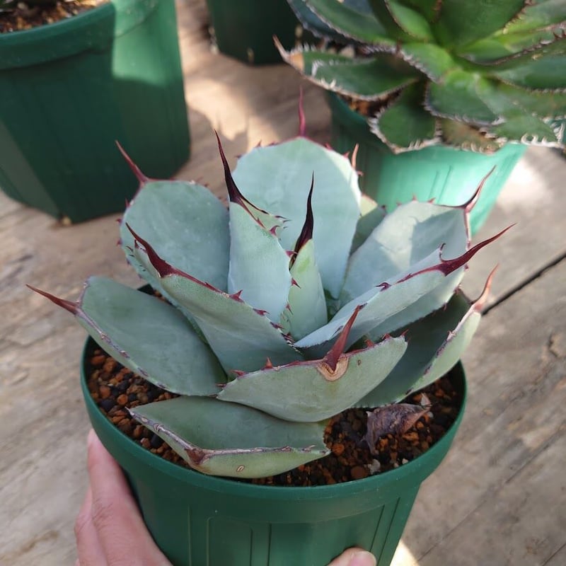 アガベ パリー トランカータ agave parryi truncata 1 | Mellow