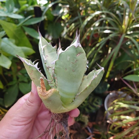 アガベ チタノタ オアハカ Agave titanota Oaxaca 13