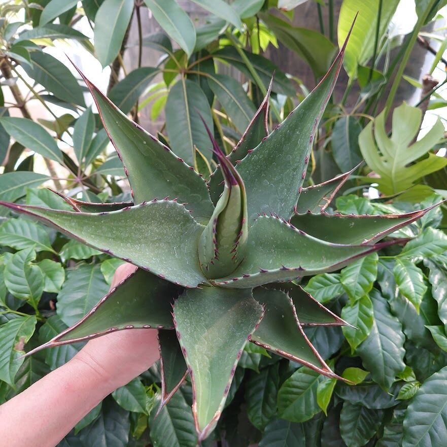 アガベ ジェントリー ジョーズ agave gentryi
