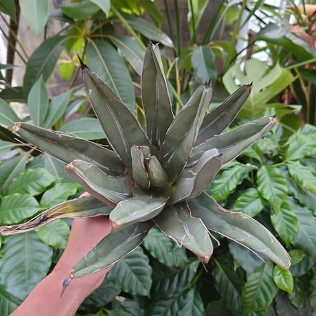 アガベ フェルディナンドレジス FR4 Agave ferdinandi regis 【訳あり】