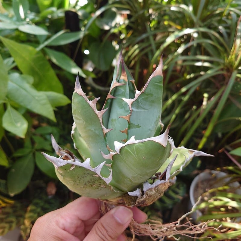 アガベ チタノタ オアハカ Agave titanota Oaxaca 14