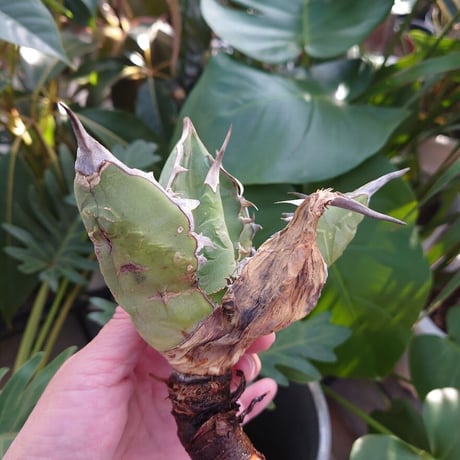 アガベ チタノタ オアハカ Agave titanota Oaxaca 9