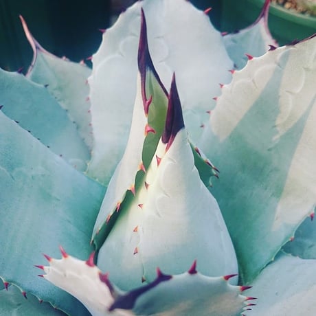 no.3 アガベ パリー トランカータ agave parryi truncata 【発根済】