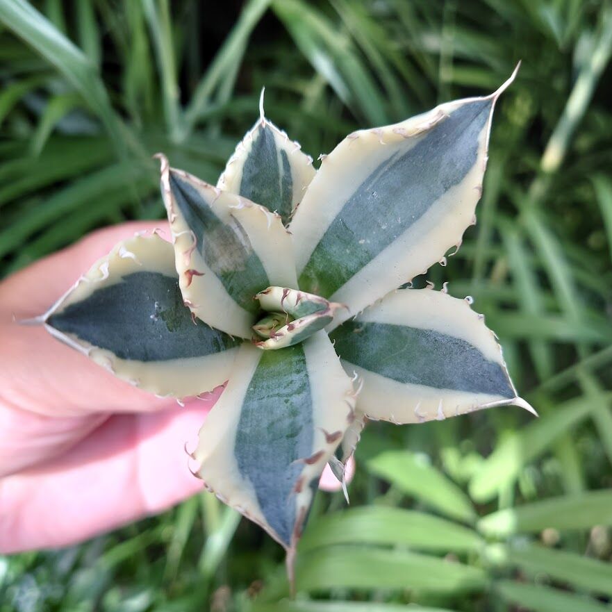 アガベ チタノタ スナグルトゥース アガベ チタノタ スナグルトゥース ST5 | Mellow Yard