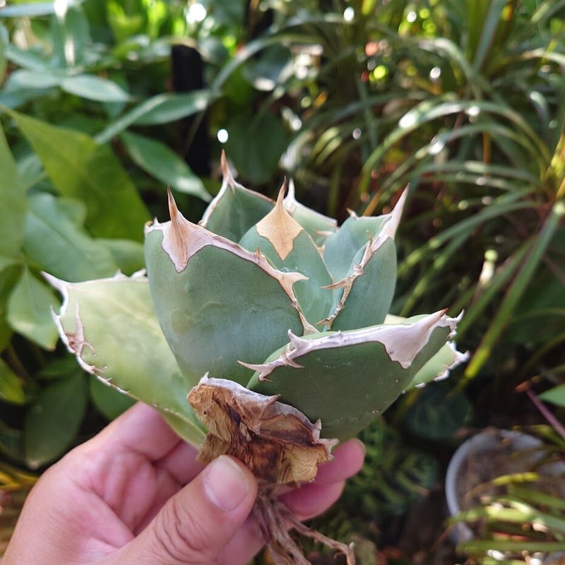 アガベ チタノタ オアハカ Agave titanota Oaxaca 15 | Mellow