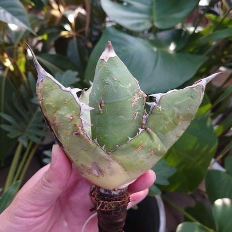 アガベ チタノタ オアハカ Agave titanota Oaxaca 9