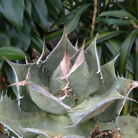 アガベ チタノタ オアハカ Agave titanota Oaxaca 3