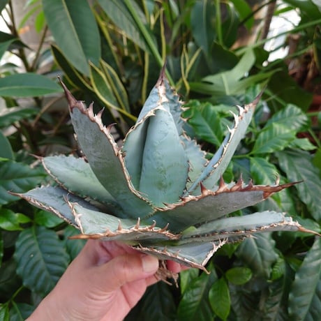 アガベ チタノタ ライオンズメーン メイン Agave titanota Lion's Mane  L8