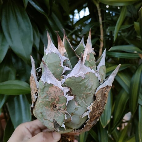 アガベ チタノタ オアハカ Agave titanota Oaxaca 4