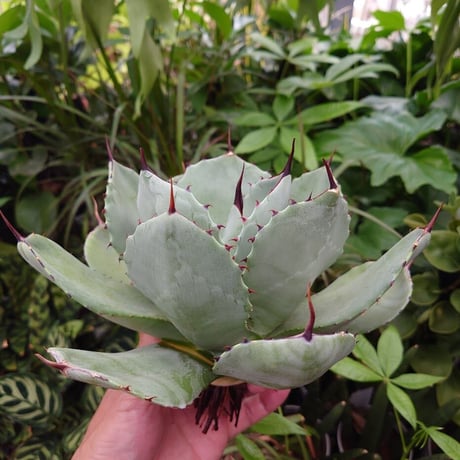 アガベ パリー トランカータ agave parryi truncata P5