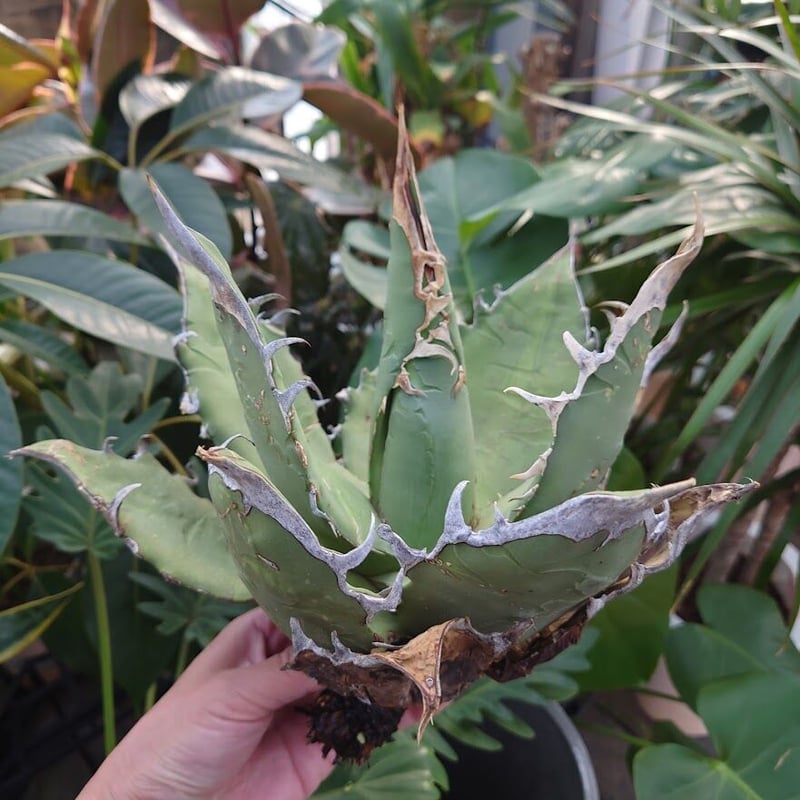 アガベ チタノタ オアハカ Agave titanota Oaxaca 8