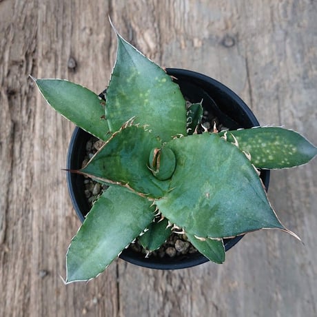 no.2 アガベ チタノタ Agave titanota 【送料全国一律500円】