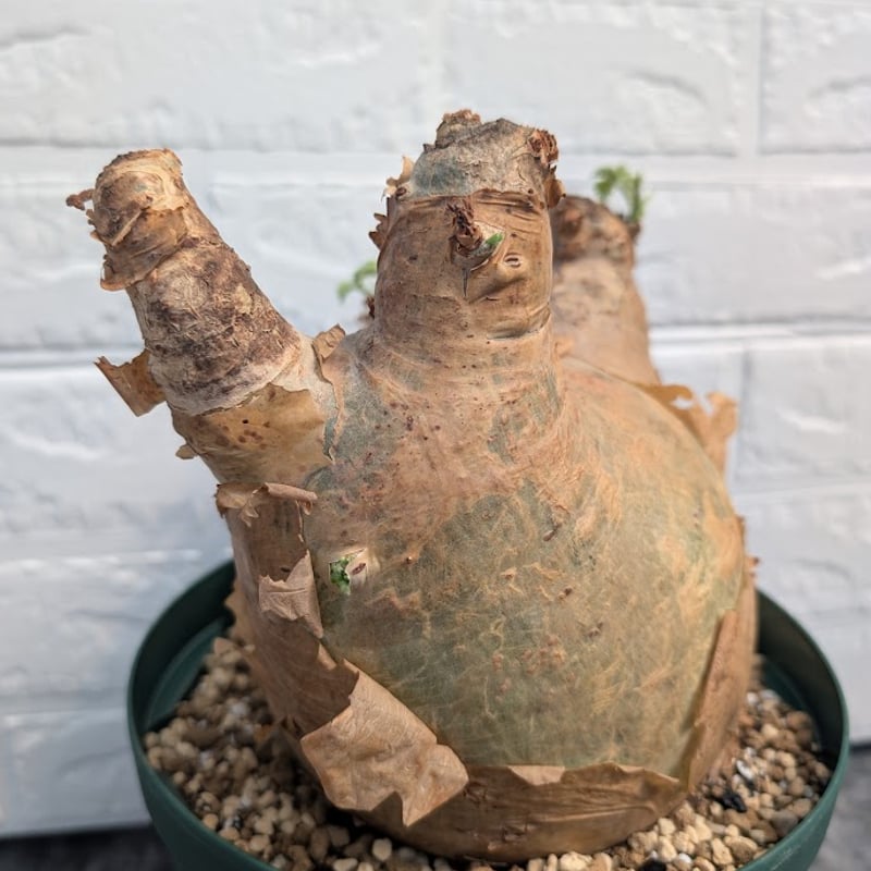 キフォステンマ マクロプス 5 Cyphostemma uter macropus 【発根済】