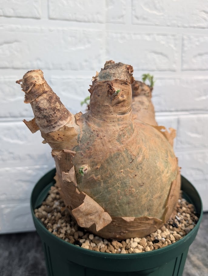 キフォステンマ マクロプス 5 Cyphostemma uter macropus 【発根