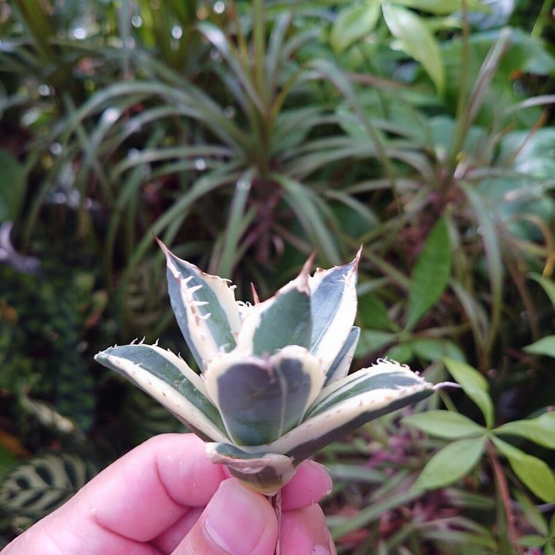 アガベ チタノタ スナグルトゥース ST15 | Mellow Yard