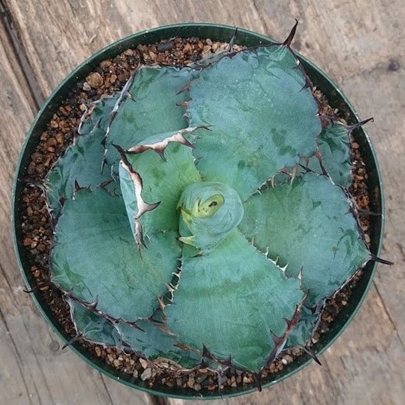 no.6 アガベ チタノタ ブラックアンドブルー 子株付き Agave titanota b