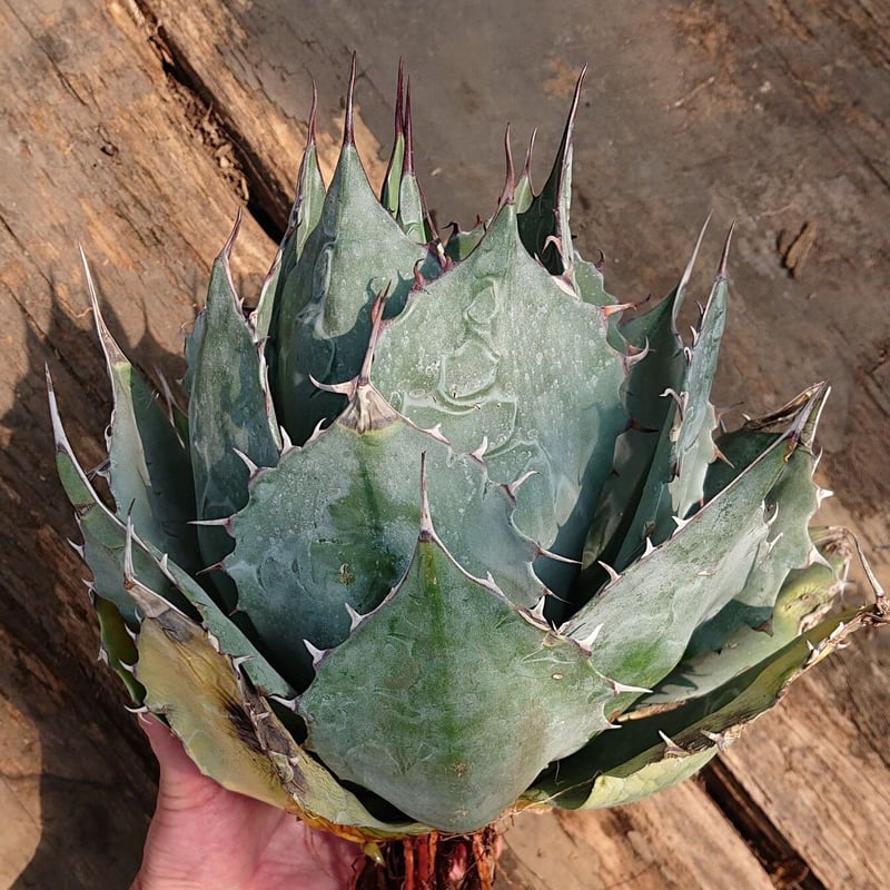 アガベ パラサナ グローブ agave parrasana globe【発根済】 | Mell