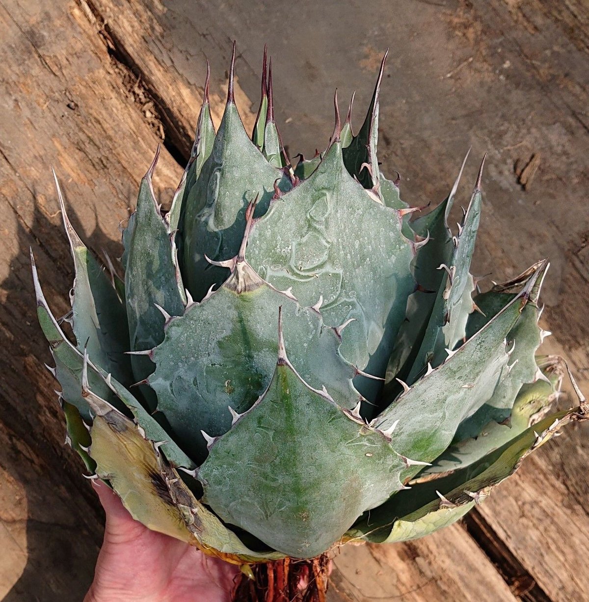 アガベ シャウィ×パラサナ ジェレミー株 連棘 美株　hidden agave アガベ シャウィ×パラサナ ジェレミー株 連棘 美株 hidden agave