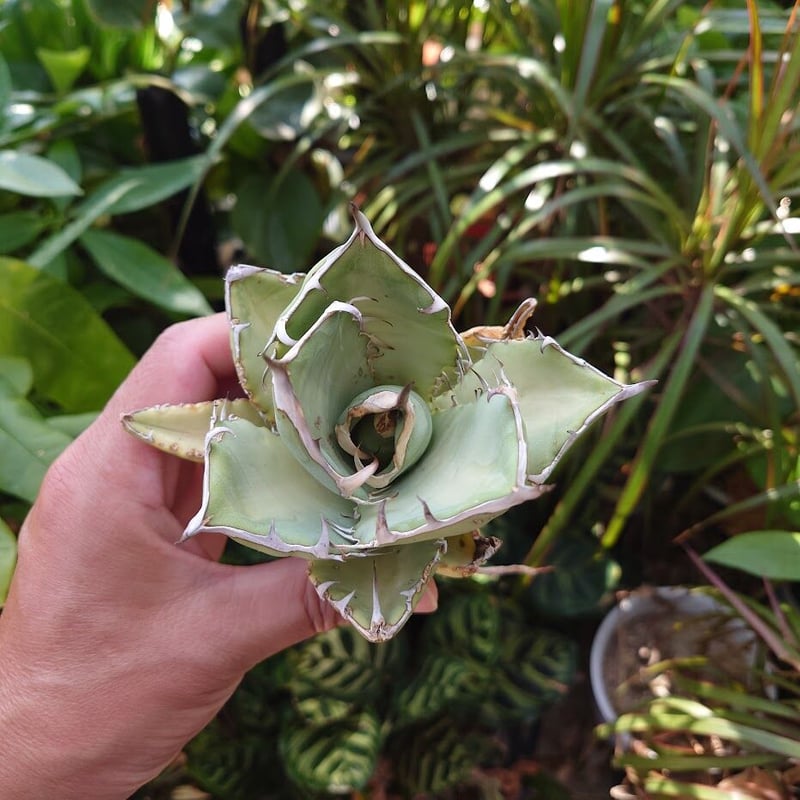 アガベ チタノタ オアハカ Agave titanota Oaxaca 13 | Mellow アガベ チタノタ オアハカ Agave titanota Oaxaca 13 | Mellow