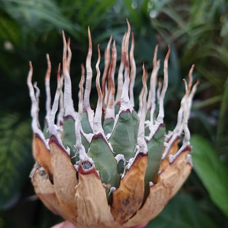 H様ご予約商品 アガベ ユタエンシス ネバデンシス S5 Agave uthaensis var. nevadensis