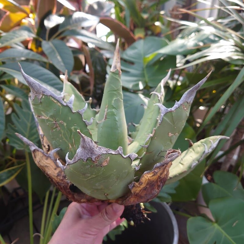 アガベ チタノタ オアハカ Agave titanota Oaxaca 8 【訳あり】 | M