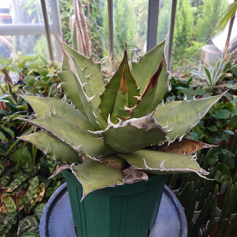 アガベ チタノタ オアハカ Agave titanota Oaxaca 8 【訳あり】 | M