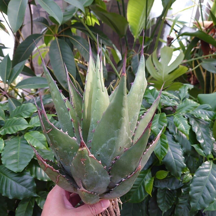 アガベ　ジェントリー　ジョーズ　4 ウシジマページ アガベ ジェントリー ジョーズ agave gentryi 