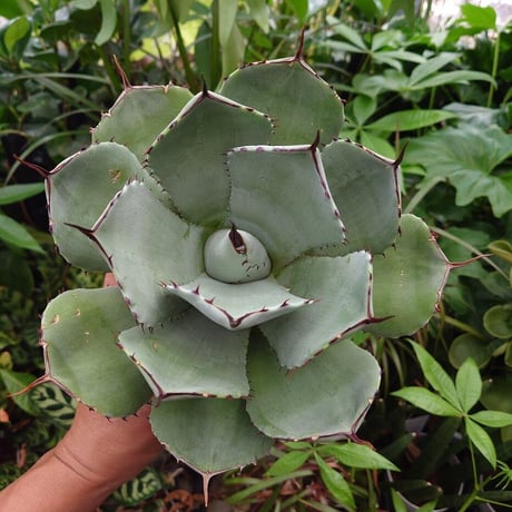 アガベ パリー トランカータ agave parryi truncata P4