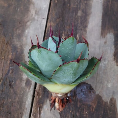 アガベ パリー トランカータ agave parryi truncata 1