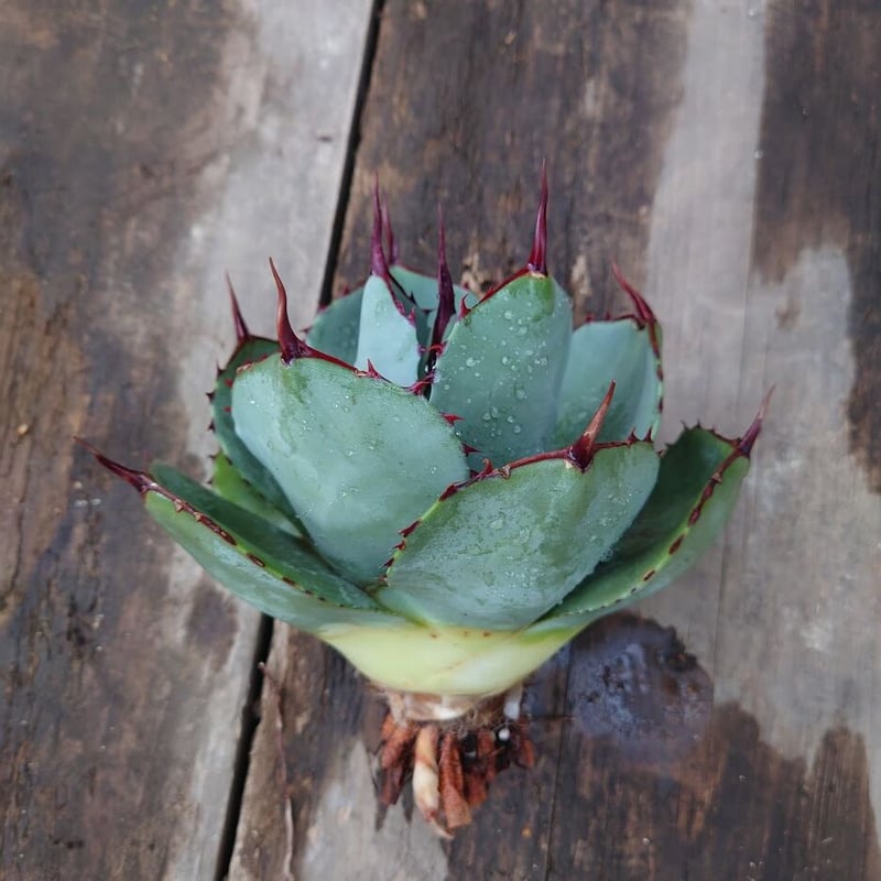 USA産現地株・アガベ パリー トランカータ アガベ パリー トランカータ agave parryi truncata 1 | Mellow