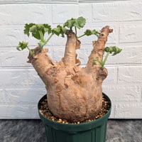 キフォステンマ マクロプス 6 Cyphostemma uter macropus 【発根済】