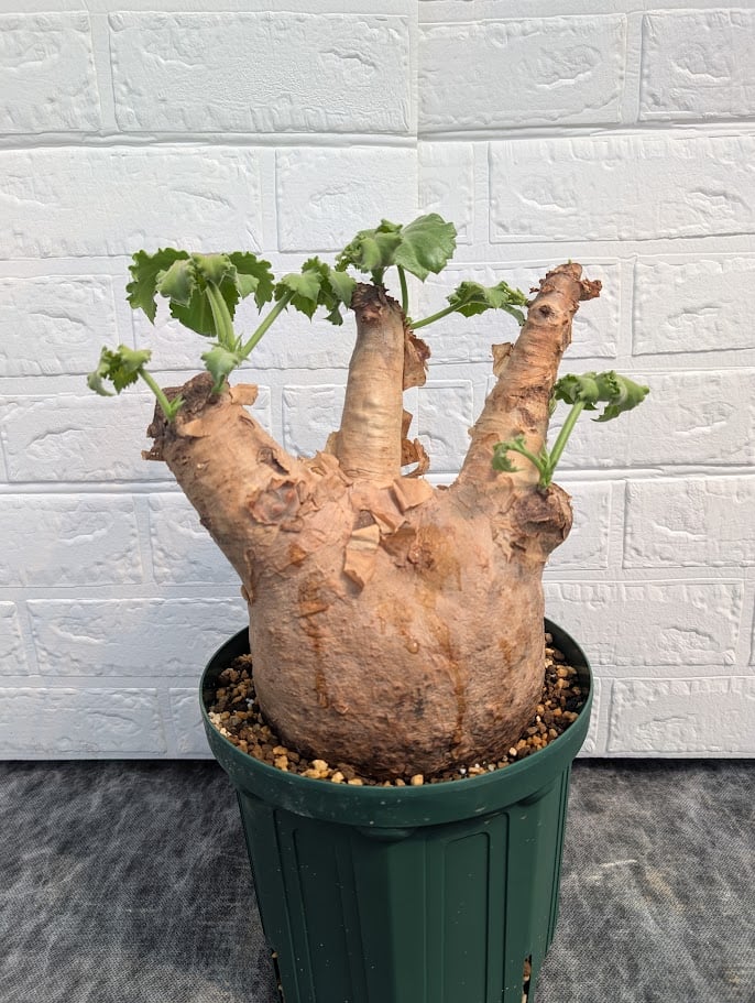 キフォステンマ マクロプス 6 Cyphostemma uter macropus 【発根済】