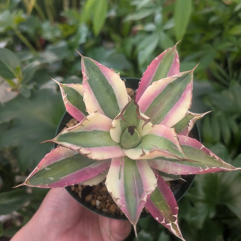 アガベ チタノタ スナグルトゥース ST21 | Mellow Yard