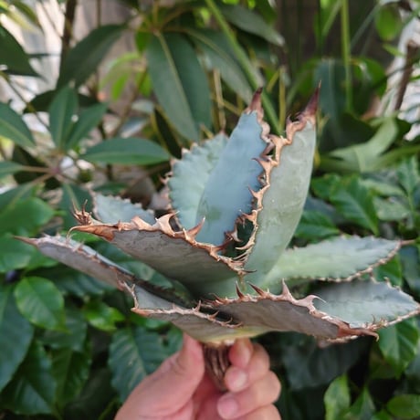 アガベ チタノタ ライオンズメーン メイン Agave titanota Lion's Mane  L7