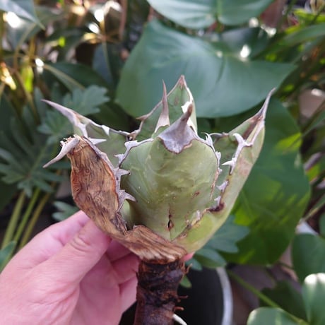 アガベ チタノタ オアハカ Agave titanota Oaxaca 9