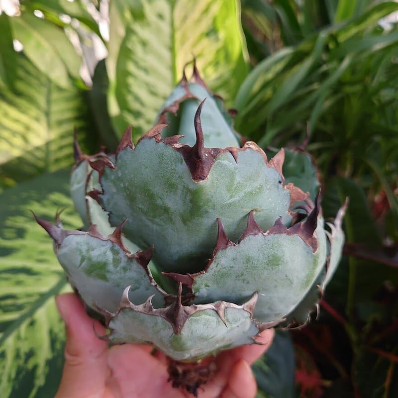 アガベ チタノタ ブラックアンドブルー Agave titanota black&blue 2