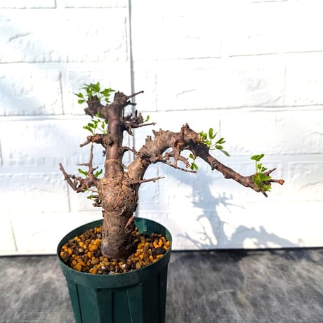 コミフォラ ボラネンシス 1 Commiphora boranensis