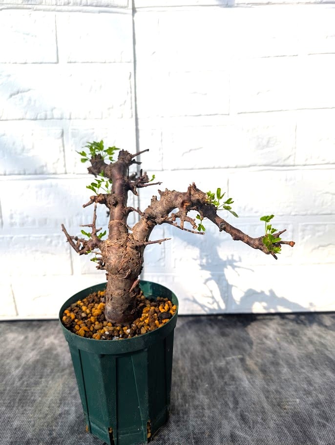 コミフォラ ボラネンシス 1 Commiphora boranensis | Mellow Yard