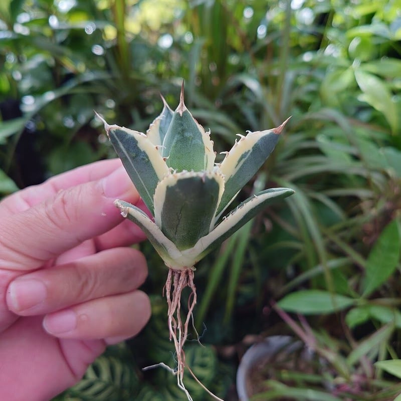 アガベ チタノタ スナグルトゥース ST15 | Mellow Yard