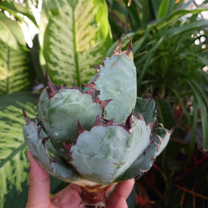 Ｔ⭐︎Ｔ　アガベ　ユタエンシス ネバデンシス×チタノタ　ブラックアンドブルー アガベ チタノタ ブラックアンドブルー Agave titanota