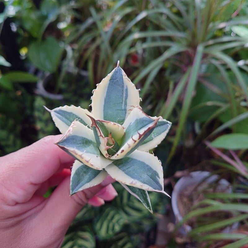 アガベ チタノタ スナグルトゥース ST18 | Mellow Yard