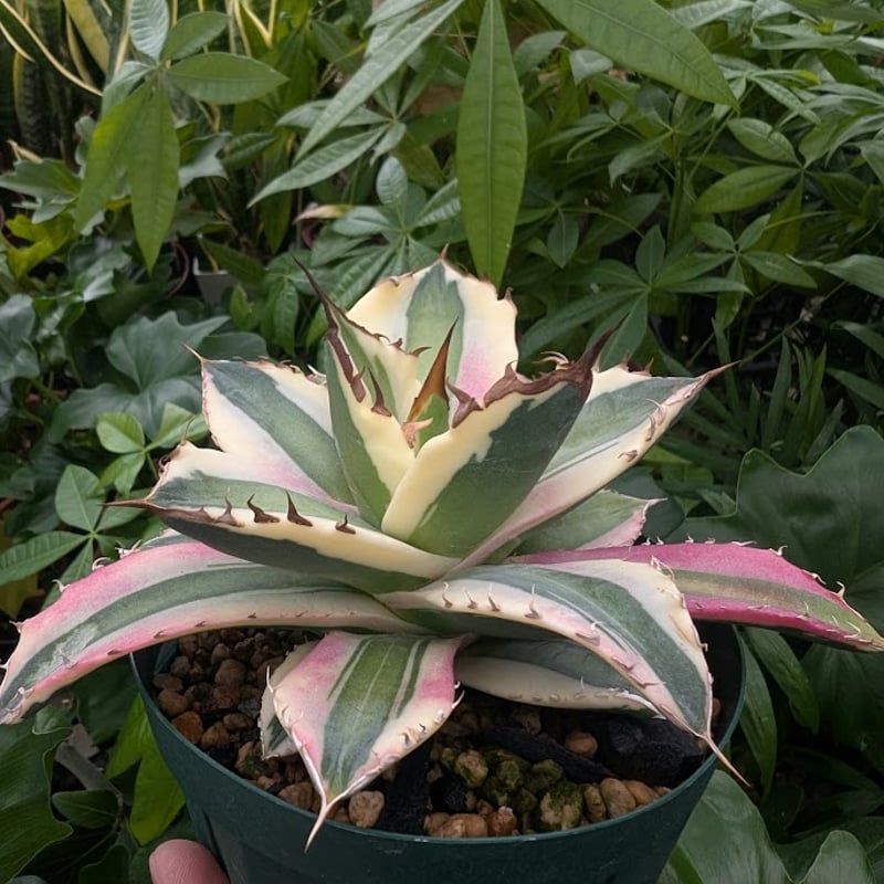 アガベ チタノタ スナグルトゥース ST19 | Mellow Yard