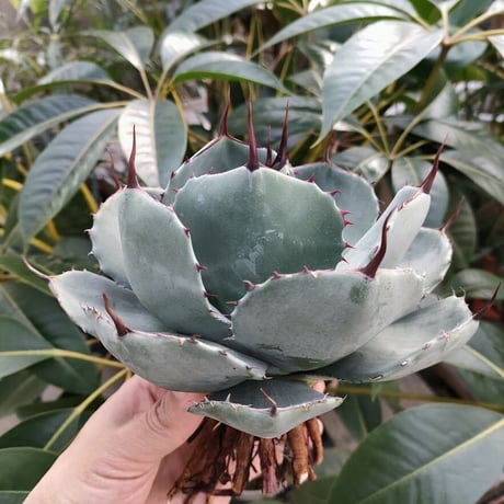 アガベ パリー トランカータ agave parryi truncata P1
