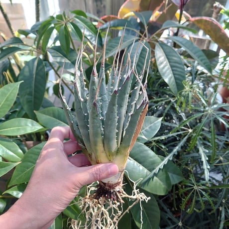 アガベ ユタエンシス ネバデンシス SN3 Agave uthaensis var. nevadensis